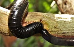 Doratogonus infragilis