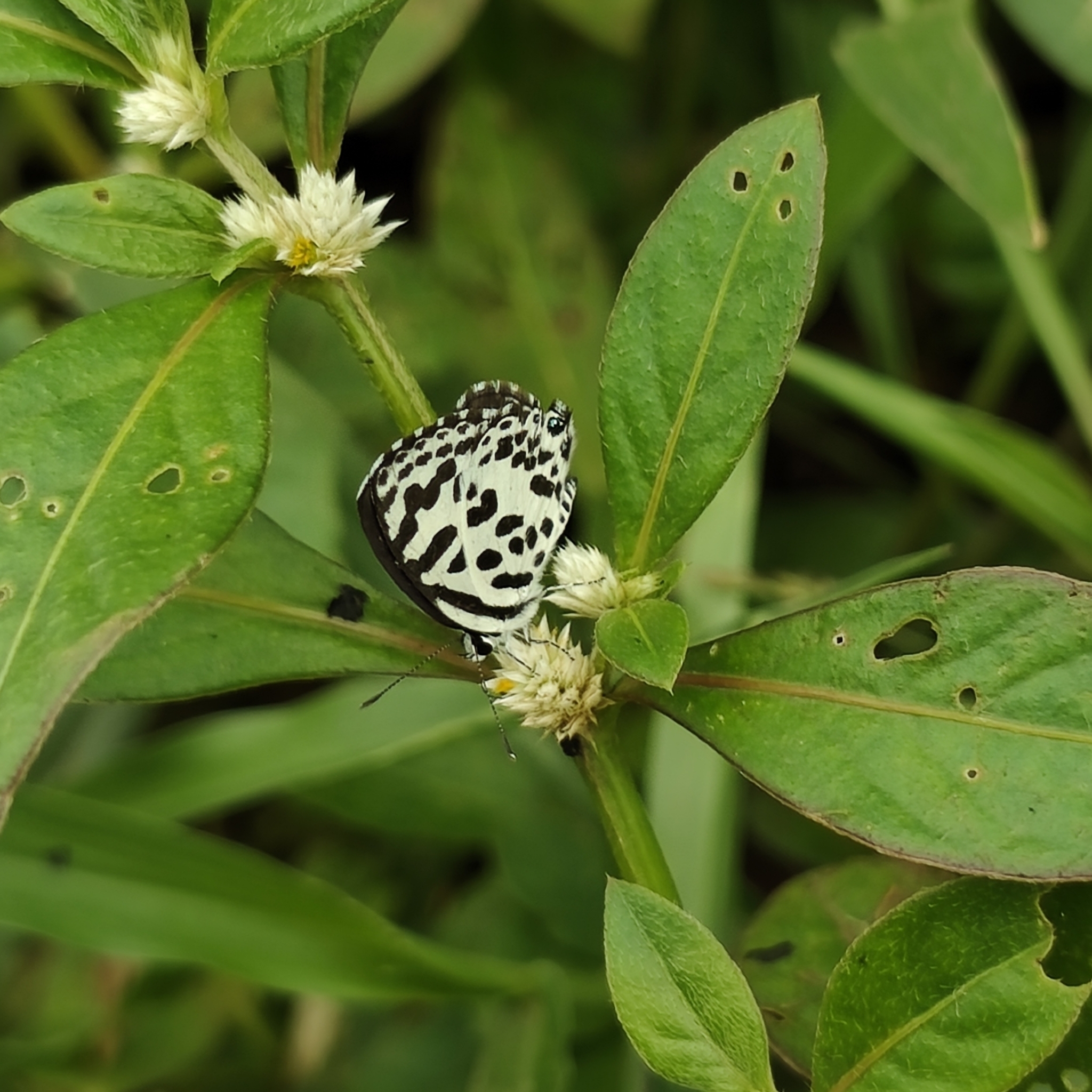 Common Pierrot