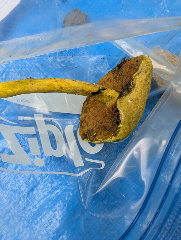Pulveroboletus ravenelii · July 2025 · photo: © atsushi_nakajima_cirque (iNaturalist, cc-by)