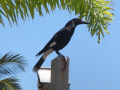 Strepera graculina robinsoni