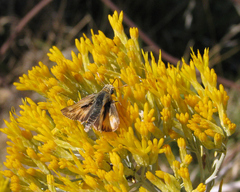 Ochlodes sylvanoides omnigena