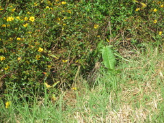 Gallinago nobilis
