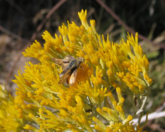 Ochlodes sylvanoides omnigena