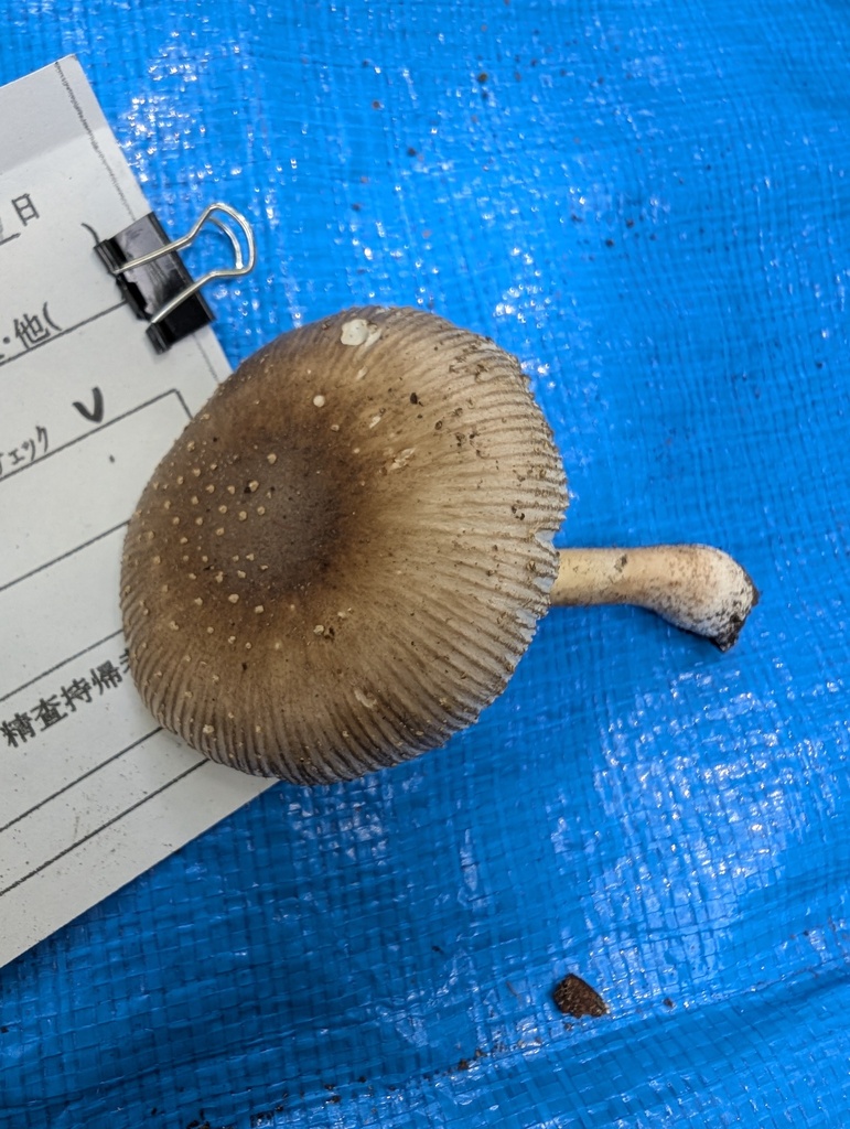 Amanita sychnopyramis · July 2025 · photo: © atsushi_nakajima_cirque (iNaturalist, cc-by)