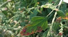 Chenopodium betaceum
