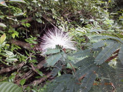 Zapoteca portoricensis