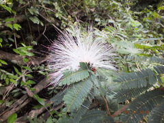Zapoteca portoricensis