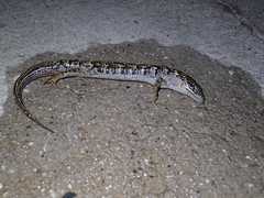 Elgaria multicarinata webbii