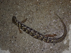 Elgaria multicarinata webbii