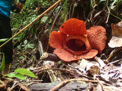 Rafflesia gadutensis