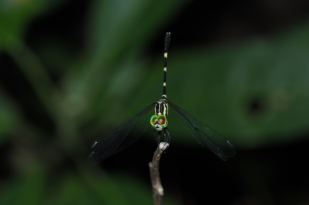 Nannophlebia aglaia (Nannophlebia aglaia)