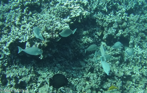 Ctenochaetus hawaiiensis