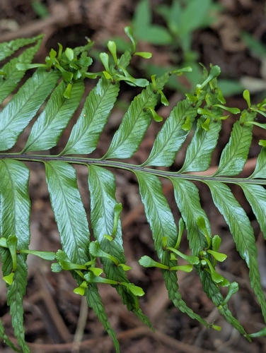 Mauritius spleenwort (Asplenium daucifolium)