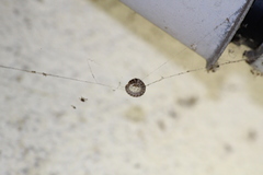 Oxidus gracilis