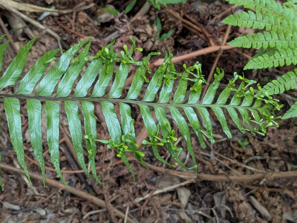 Asplenium daucifolium; photograph (c) Denis Bastianelli, some rights reserved (CC BY)