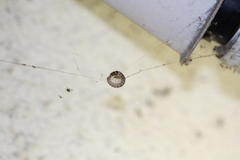 Oxidus gracilis