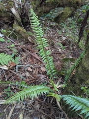 (c) Denis Bastianelli, some rights reserved (CC BY) Asplenium daucifolium, photograph (c) Denis Bastianelli, some rights reserved (CC BY)