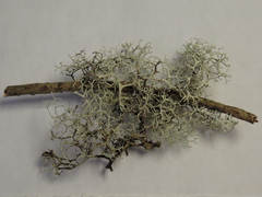 Pseudevernia cladonia
