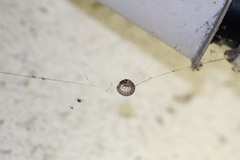 Oxidus gracilis