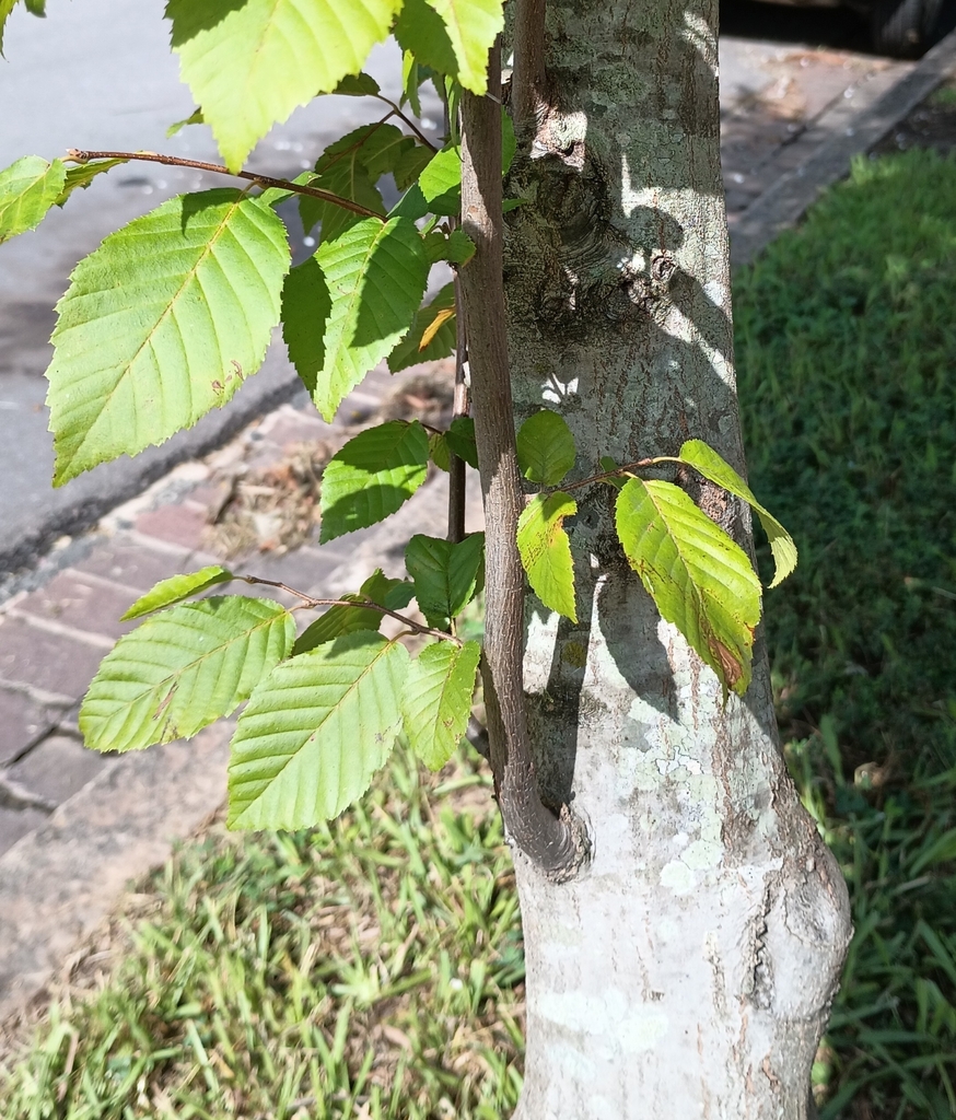 Carpinus