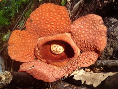 Rafflesia gadutensis