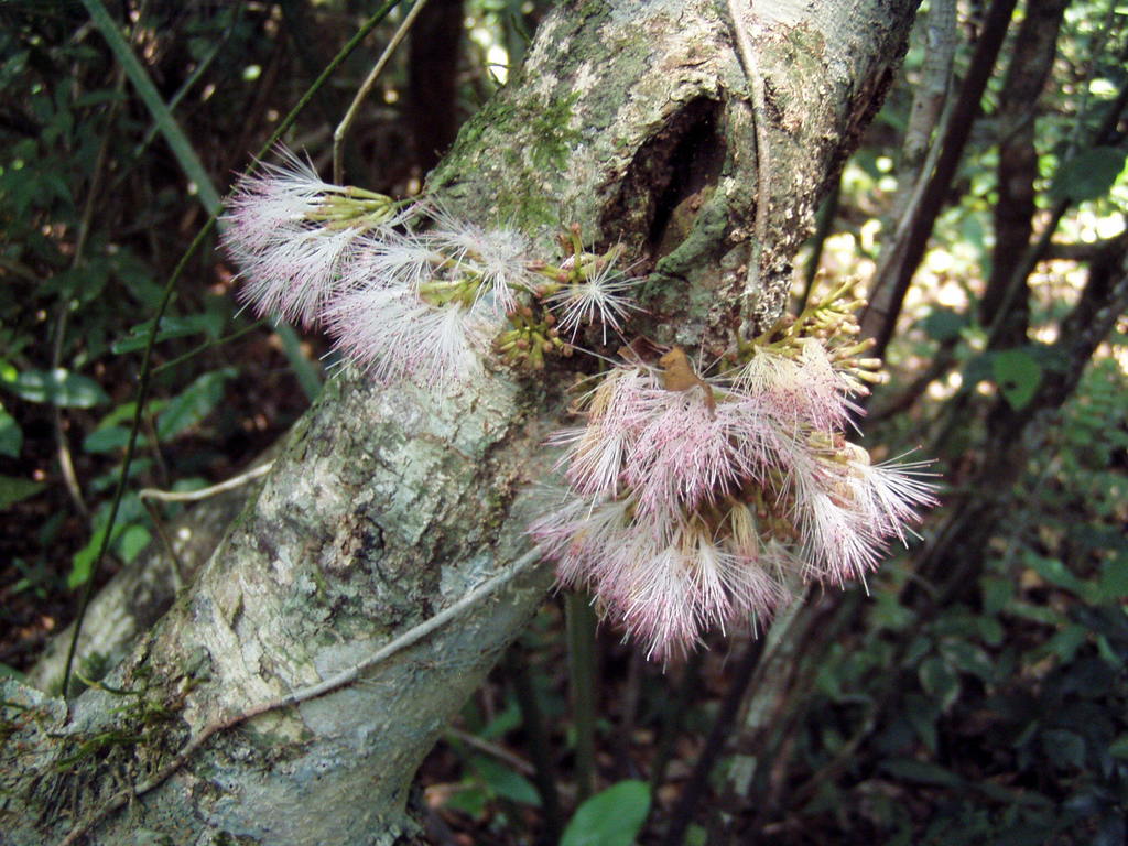 Zygia cognata