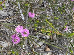 Kunzea recurva