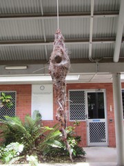 Cinnyris jugularis frenatus