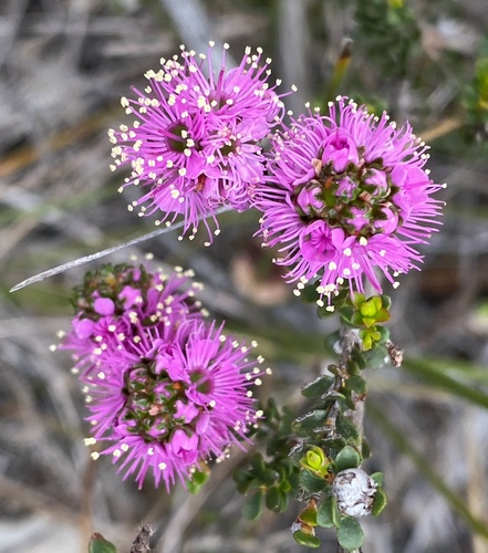 Kunzea recurva Schauer