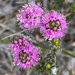 Mountain Kunzea - Photo (c) Loxley Fedec, some rights reserved (CC BY-NC), uploaded by Loxley Fedec