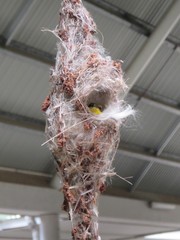 Cinnyris jugularis frenatus