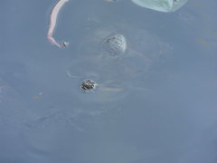 Pseudemys peninsularis