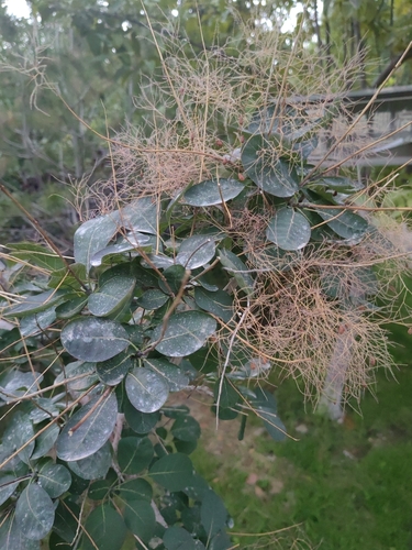 Smokebush