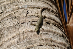 Emoia concolor