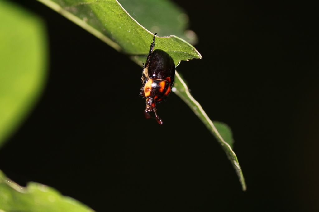 Parastasia dolens