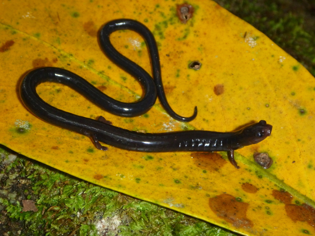 Honduran Lowland Worm Salamander