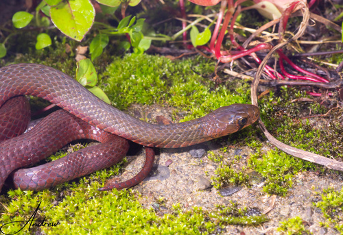 Photo of a Chiwen Keelback (Rhabdophis chiwen)