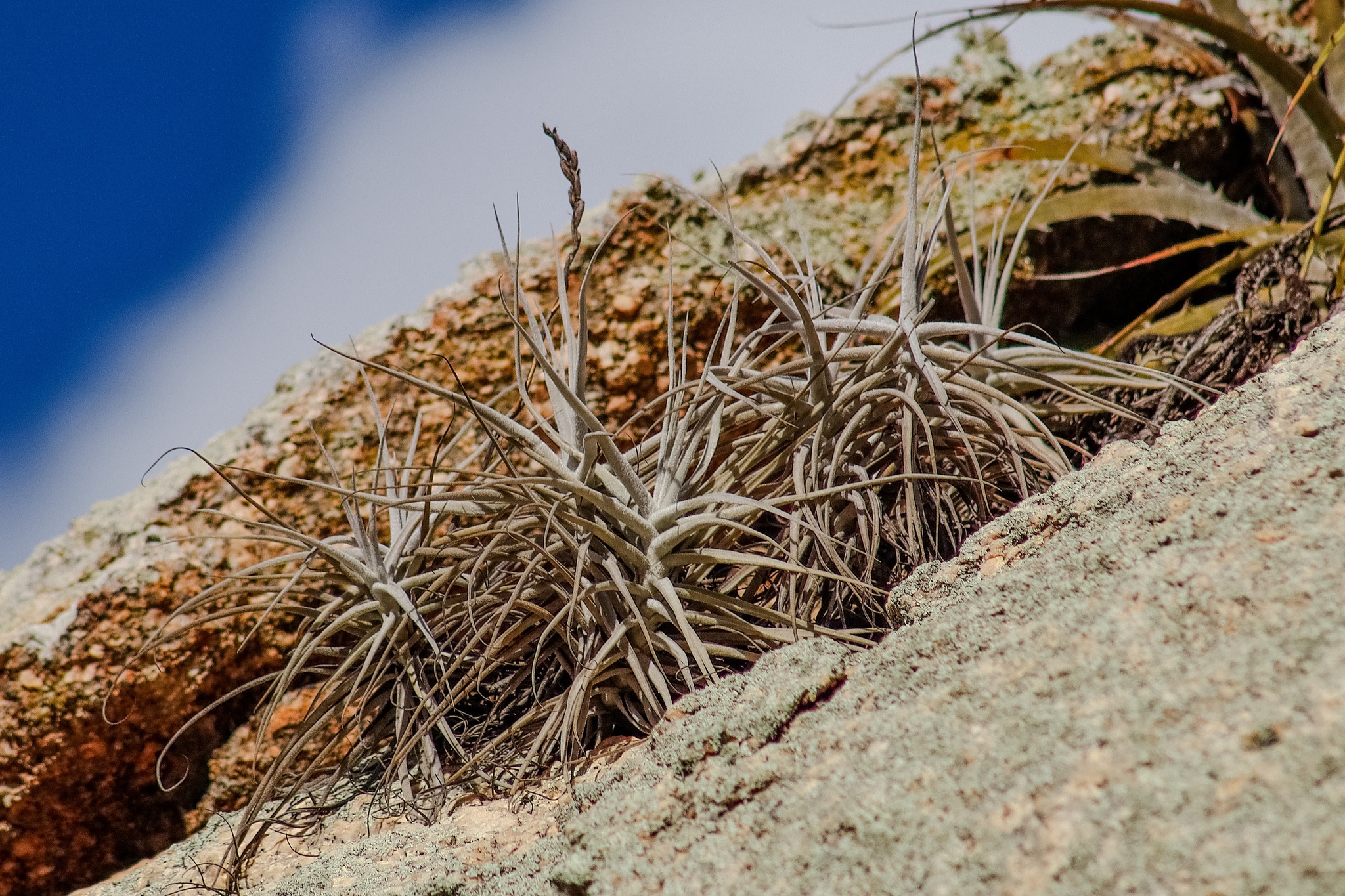 Tillandsia streptocarpa