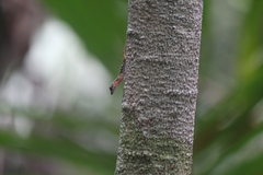 Anolis maculiventris