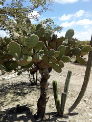 Opuntia pilifera