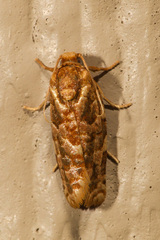 Choristoneura houstonana