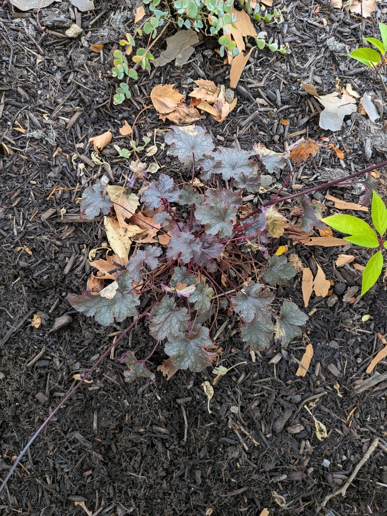 Heuchera