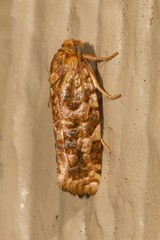 Choristoneura houstonana