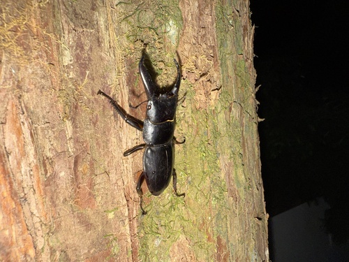 Serrognathus titanus platymelus