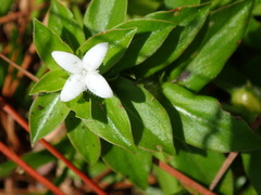 Diodia
