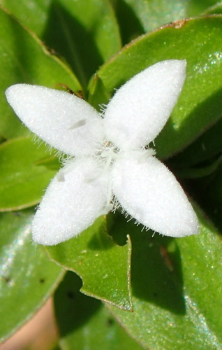 Image of Diodia harperi by (c) mfeaver, some rights reserved (CC BY)