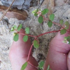 Euphorbia cordifolia