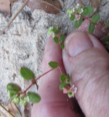 Euphorbia cordifolia