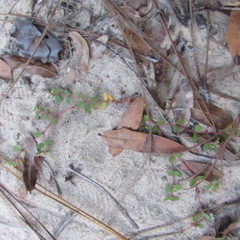 Euphorbia cordifolia