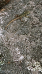 Stenocercus crassicaudatus